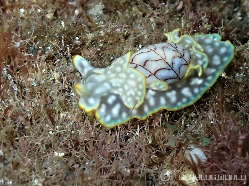 ワタユキシボリガイ Micromelo barbarae