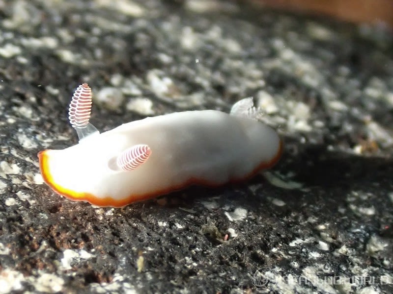 ミナミシラヒメウミウシ Goniobranchus verrieri