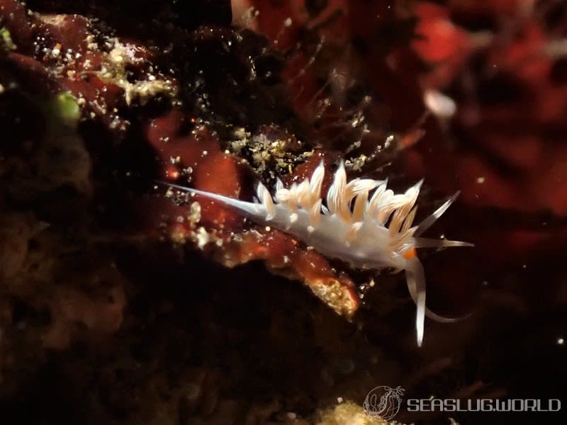 ハクセンミノウミウシ属の一種 3 Cratena sp. 3