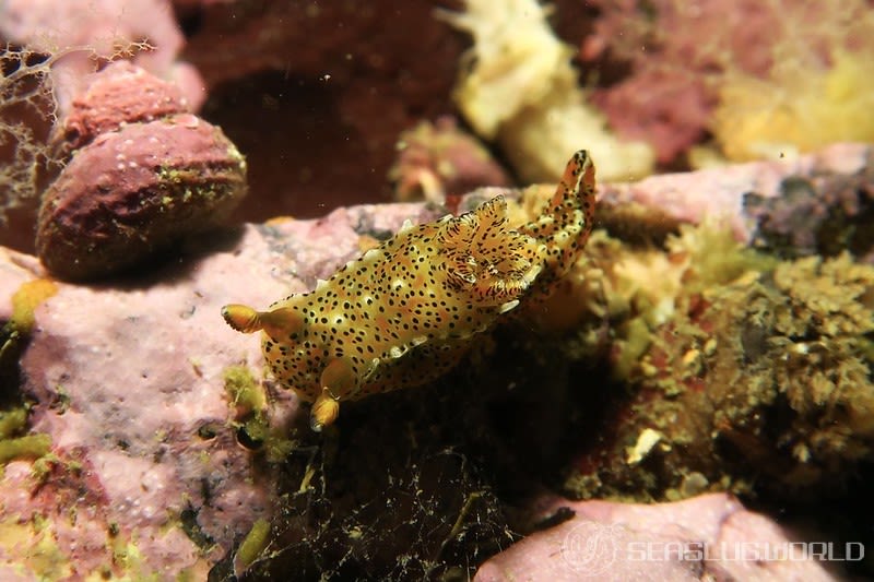 フジタウミウシ Polycera fujitai