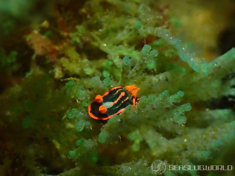 トウモンリュウグウウミウシ Nembrotha livingstonei