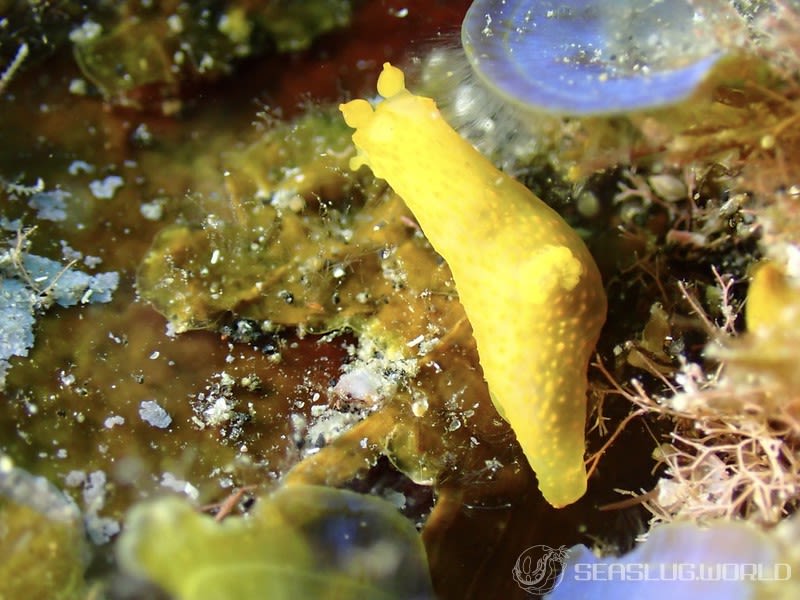 キヌハダモドキ Gymnodoris citrina