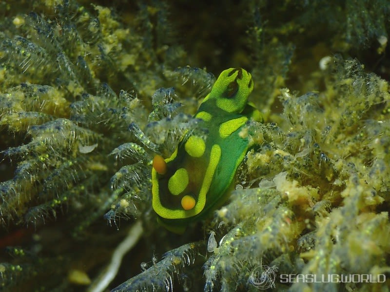 ガブリエラウミウシ Tambja gabrielae