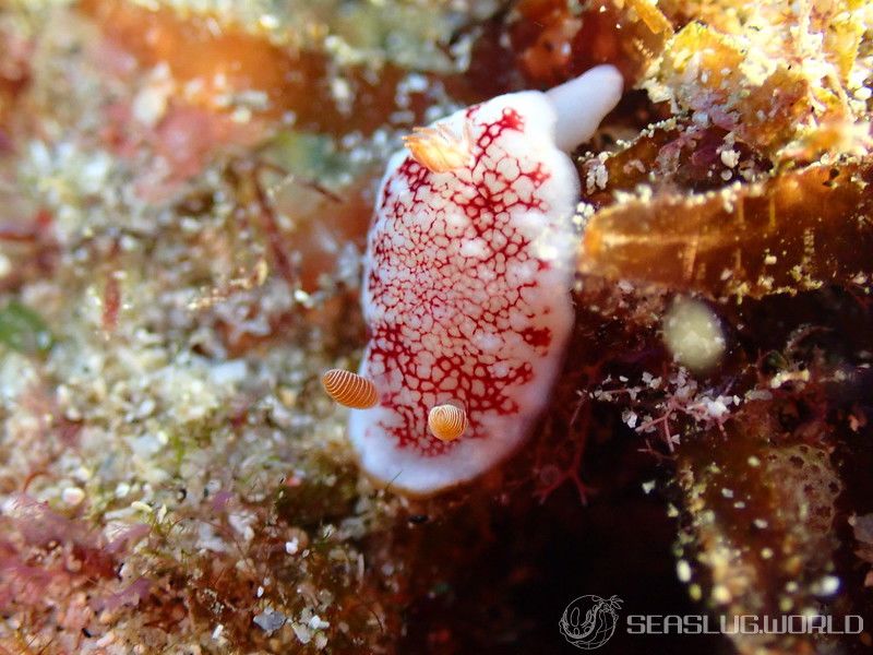 チリメンウミウシ Goniobranchus reticulatus