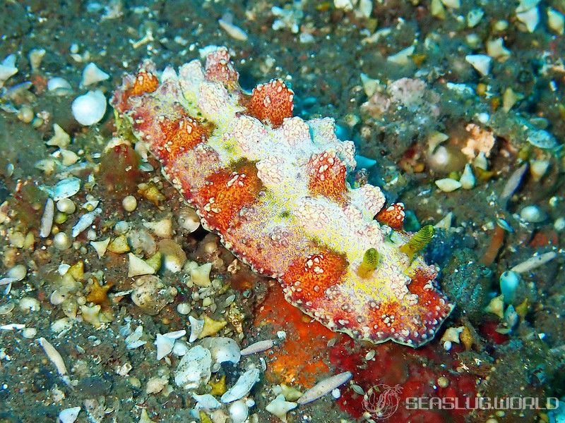 アデヤカイボウミウシ Phyllidiopsis cardinalis