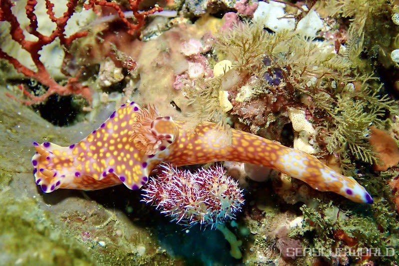 ニシキウミウシ Ceratosoma trilobatum