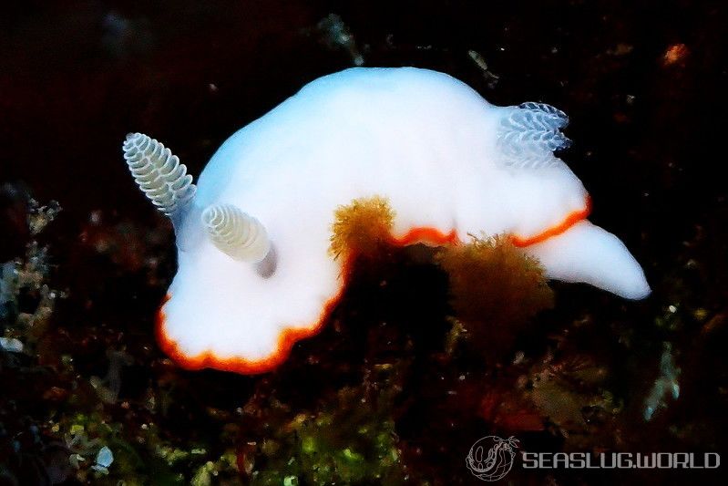 ボンボリイロウミウシ Goniobranchus albonares