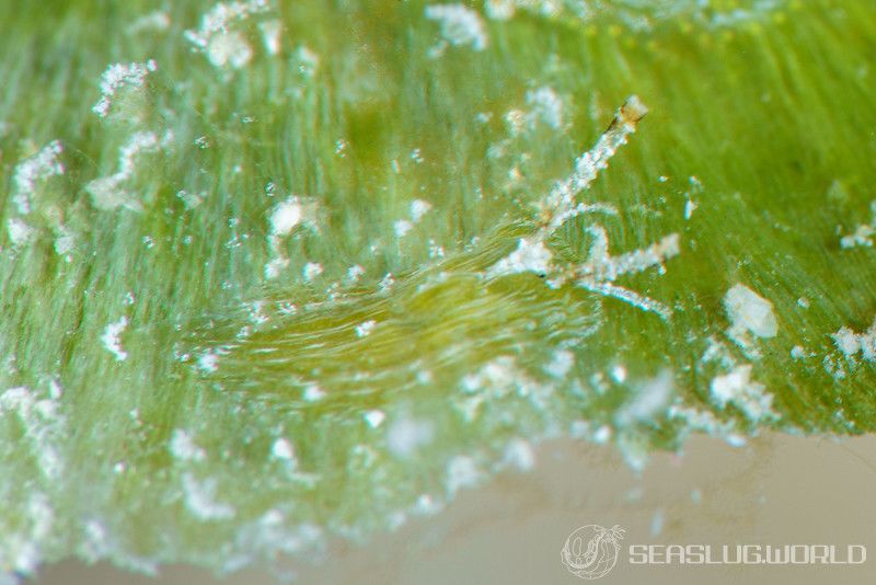 特選個体！瑠璃色のケンランヒメゾウムシ完品！