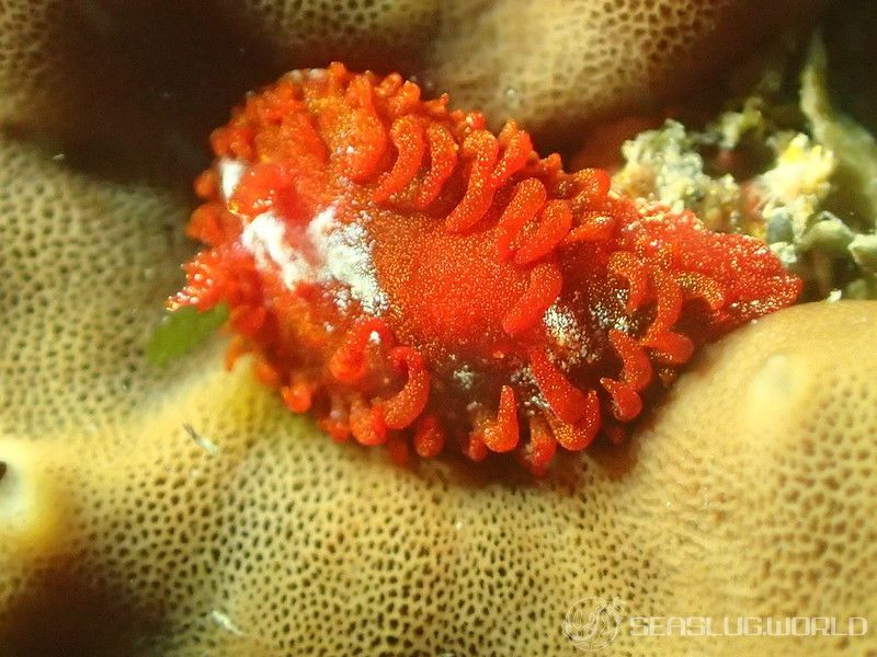 ショウジョウウミウシ Madrella ferruginosa