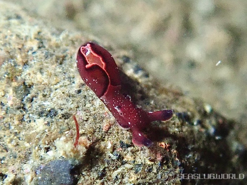 クロヘリアメフラシ Aplysia japonica