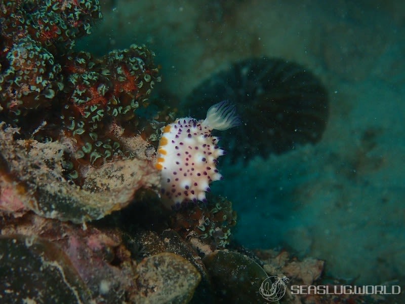 レンゲウミウシ Mexichromis multituberculata