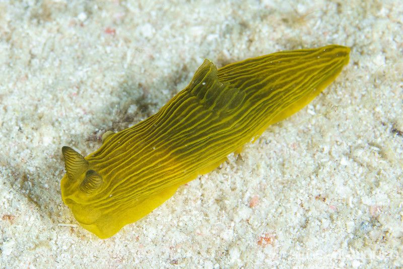 タスジキヌハダウミウシ Gymnodoris sp. 2