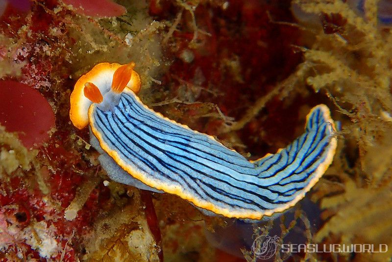 サメジマオトメウミウシ Dermatobranchus Striatellus 世界のウミウシ
