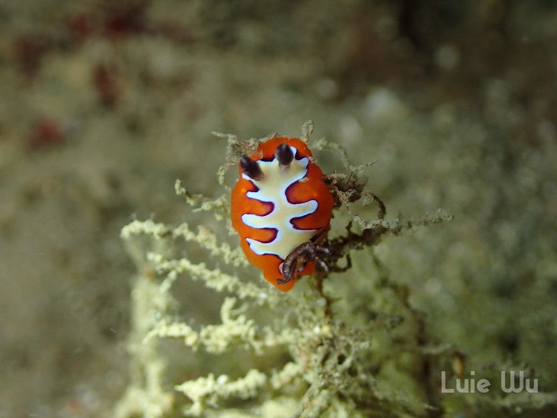 フジナミウミウシ Goniobranchus fidelis