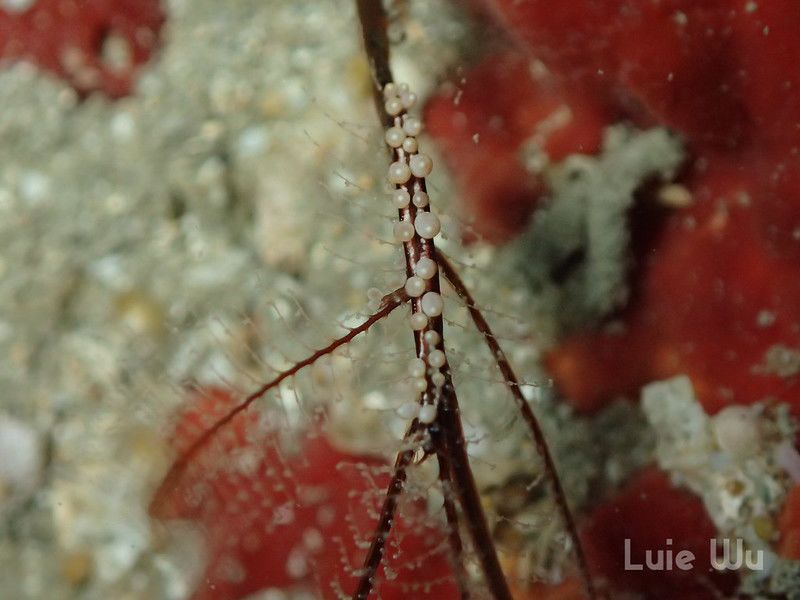 ホリミノウミウシ属の一種 3 Eubranchus sp. 3