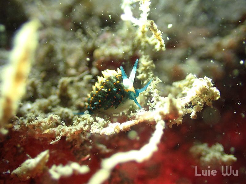 ホリミノウミウシ属の一種 14 Eubranchus sp.14