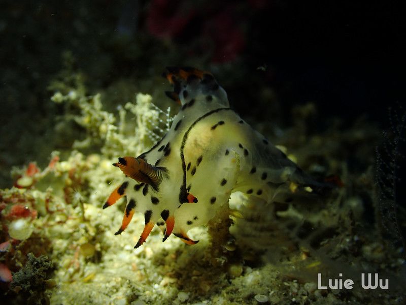 フジタウミウシ属の一種 2 Polycera sp. 2