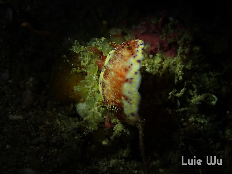 アカネコモンウミウシ Goniobranchus collingwoodi