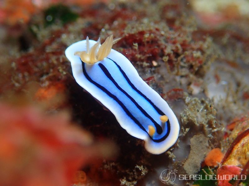 ミスジアオイロウミウシ Chromodoris lochi