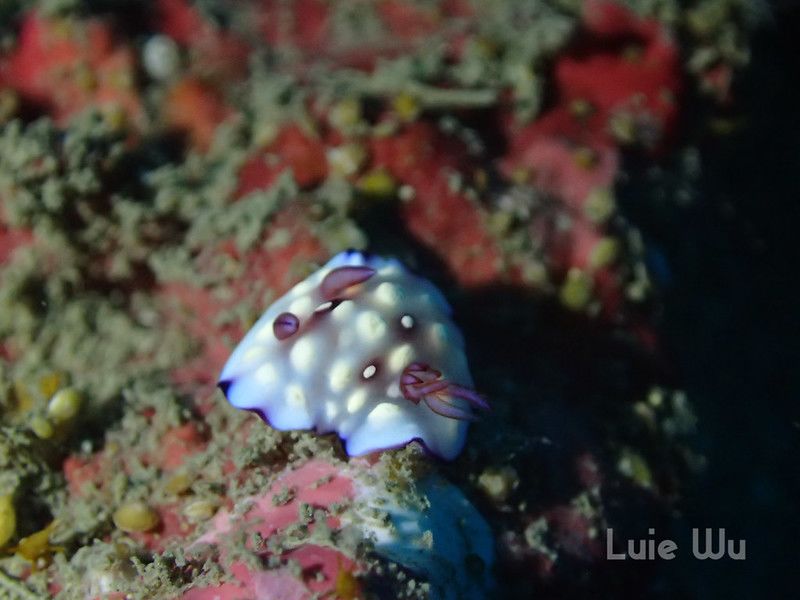 ユウグレイロウミウシ Goniobranchus hintuanensis