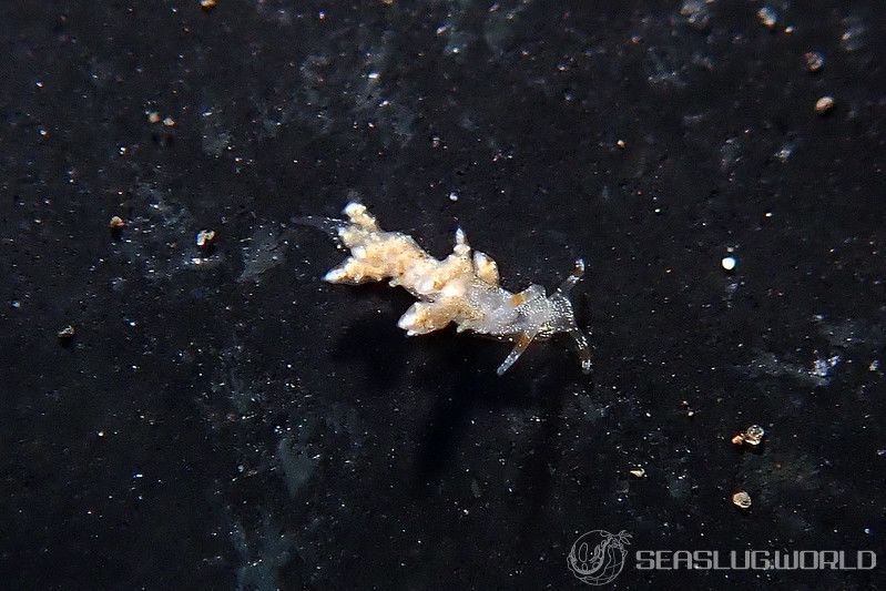 ヒョウタンミノウミウシ Eubranchus sp.10