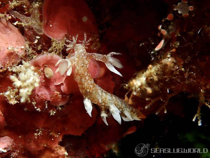 ヤマトユビウミウシ Bornella hermanni