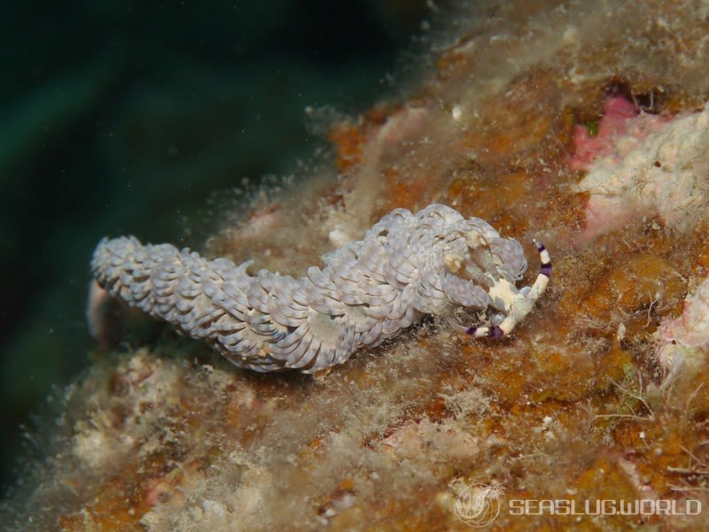 ムカデミノウミウシ Pteraeolidia semperi