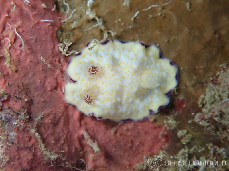 ヒメコモンウミウシ Goniobranchus rufomaculatus