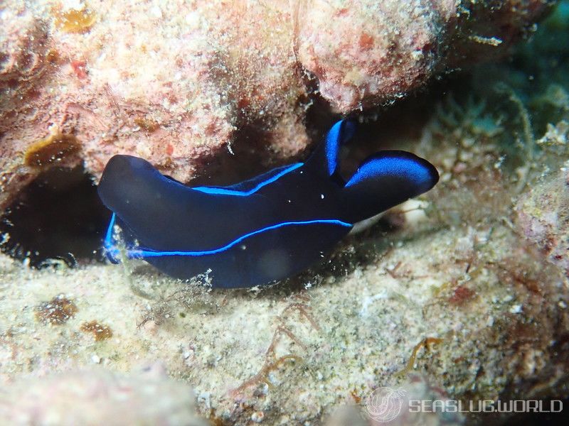 アオフチキセワタ Tubulophilinopsis gardineri