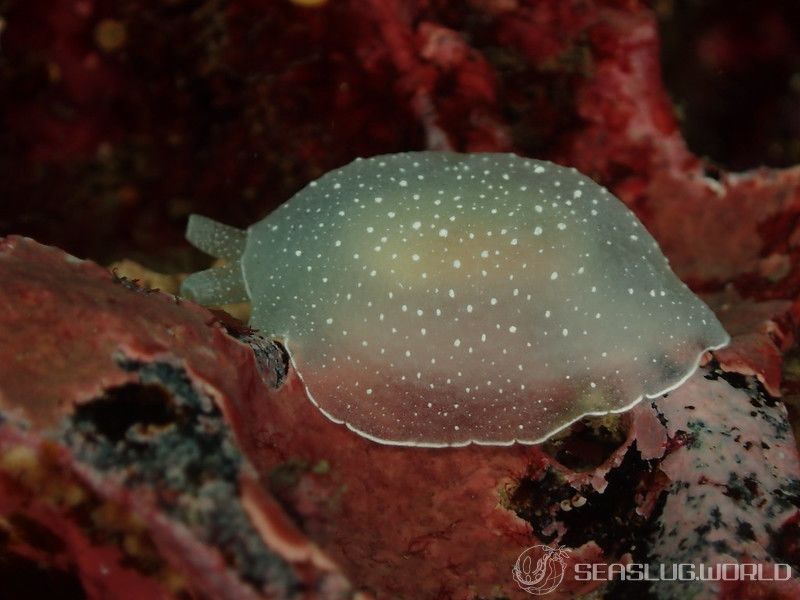 スズヤカフシエラガイ Berthella chacei