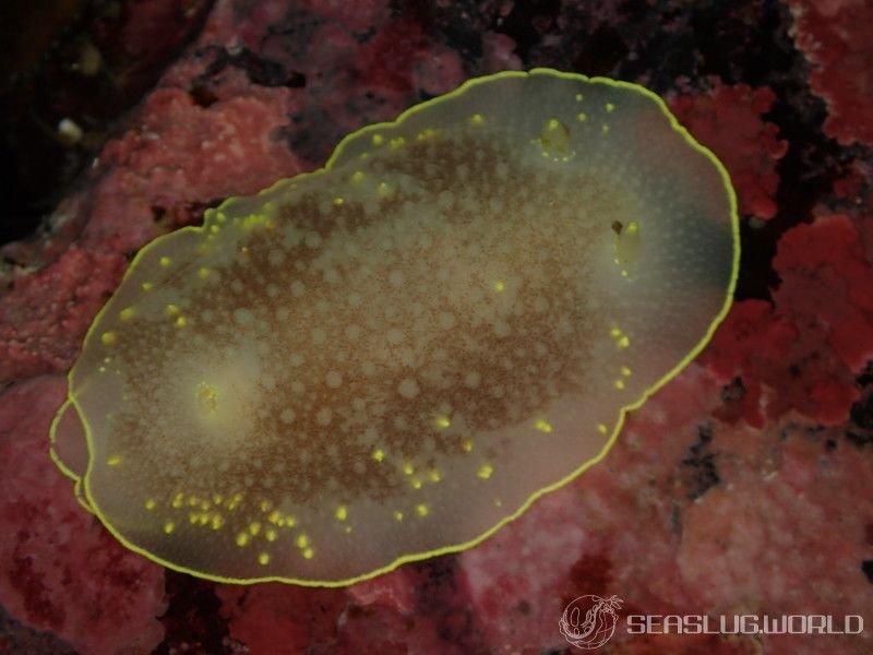 カドリナウミウシ Cadlina japonica