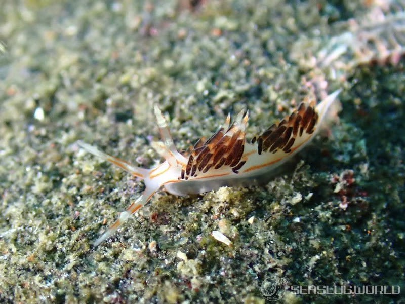 フタスジミノウミウシ Facelina bilineata