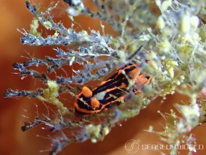 トウモンリュウグウウミウシ Nembrotha livingstonei