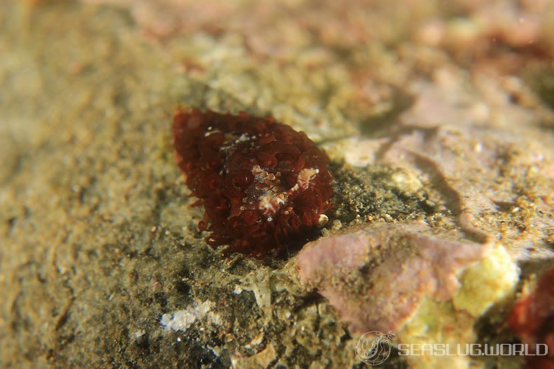 ショウジョウウミウシ Madrella ferruginosa