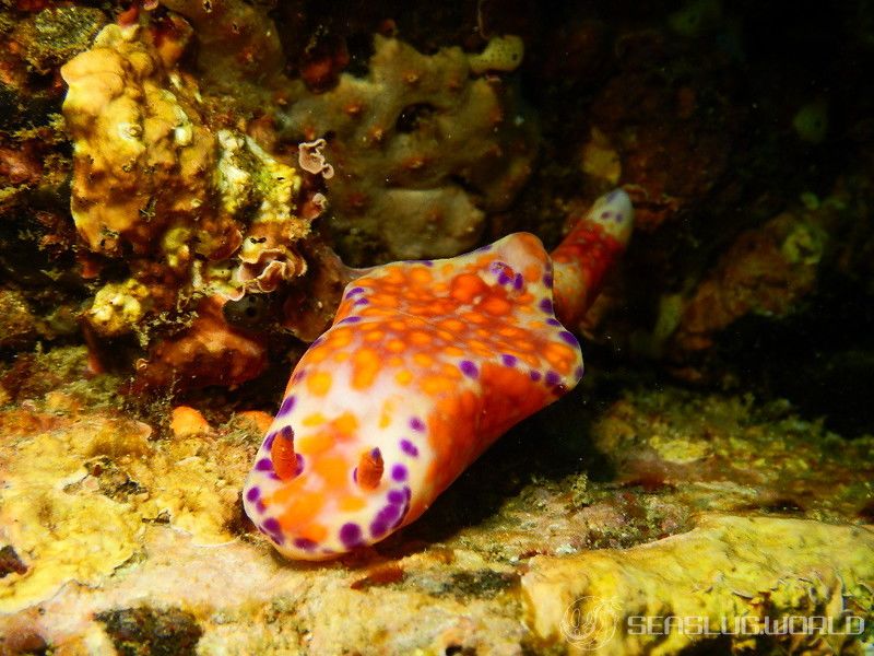 ニシキウミウシ Ceratosoma trilobatum