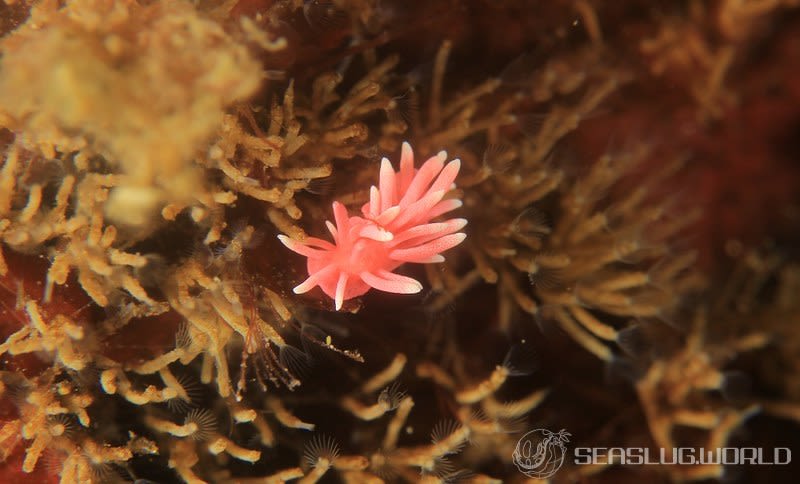 ヒロウミウシ Ceratodoris hiroi