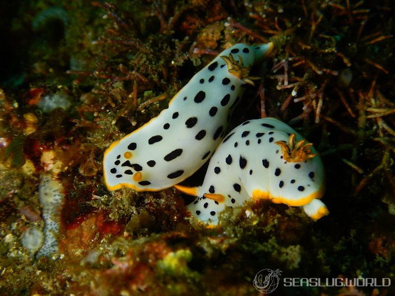 シロウミウシ Goniobranchus orientalis