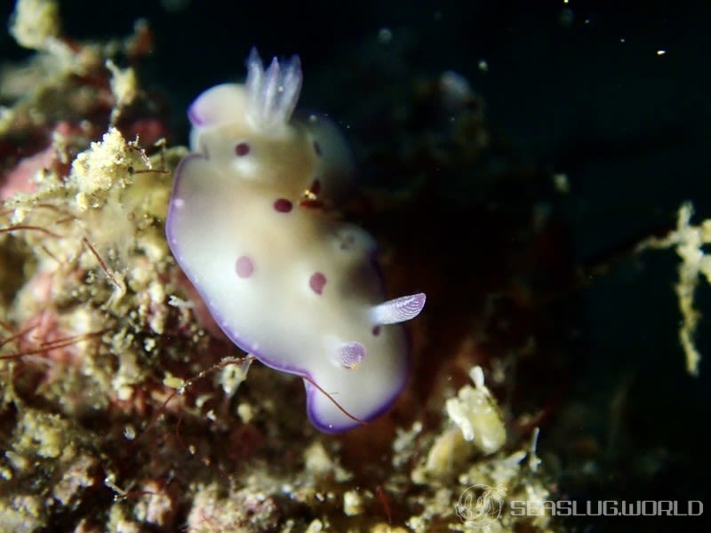 マダライロウミウシ Hypselodoris tryoni