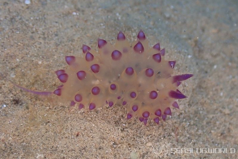 サーシャコヤナギウミウシ Janolus flavoanulatus