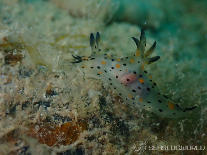 コソデウミウシ Polycera abei