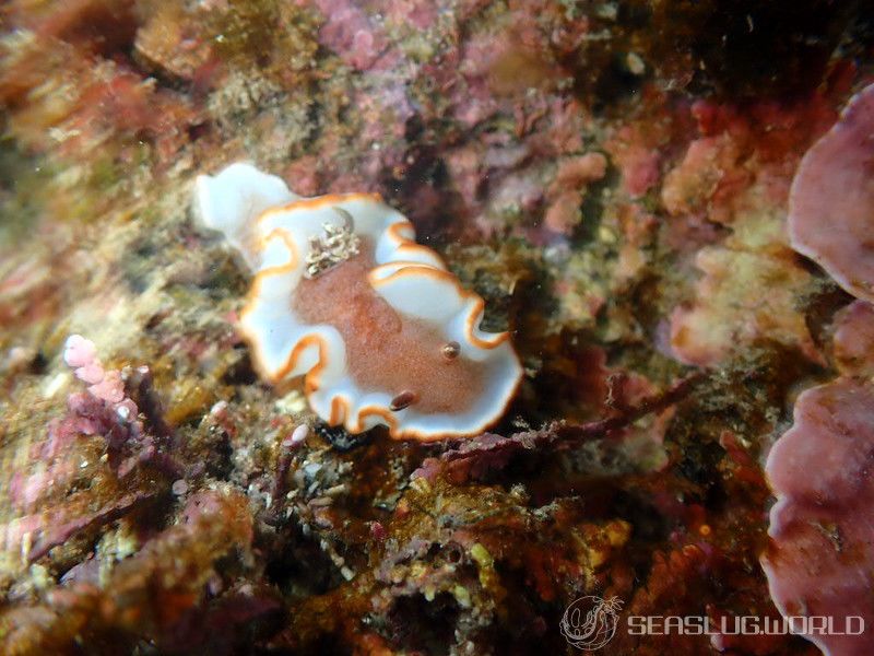 キャラメルウミウシ Glossodoris rufomarginata