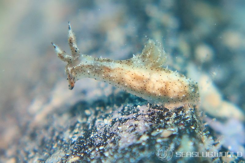 クロゴマフジタウミウシ Polycera sp. 9