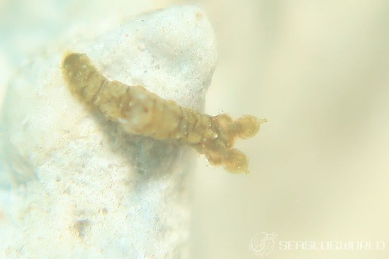 チャイロオウカンウミウシ Polycera risbeci