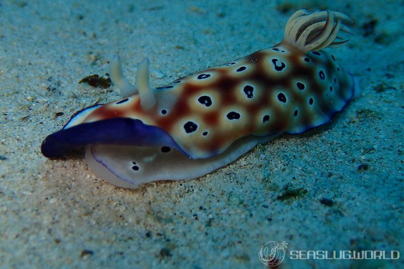 ヒョウモンウミウシ Goniobranchus leopardus