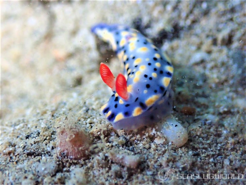 ホシゾラウミウシ Hypselodoris infucata