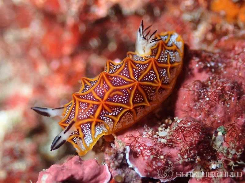 モザイクウミウシ Halgerda tessellata