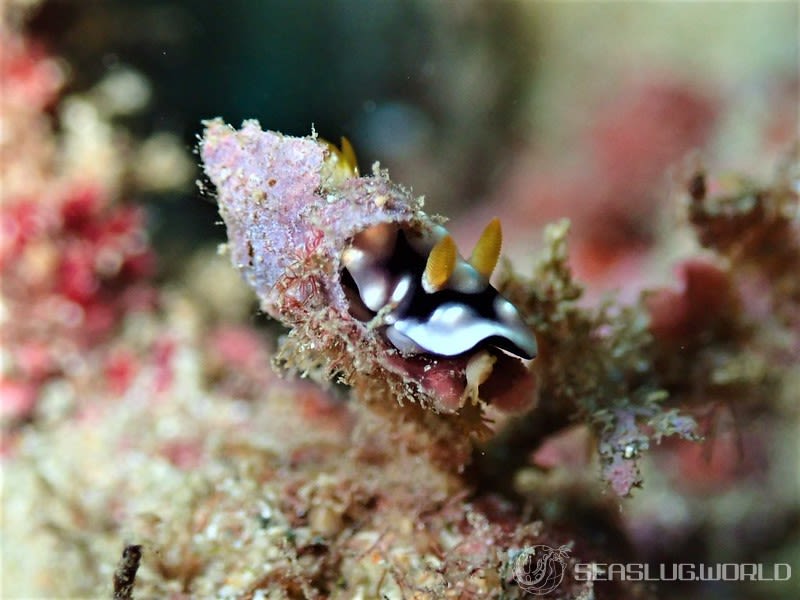 キカモヨウウミウシ Goniobranchus geometricus