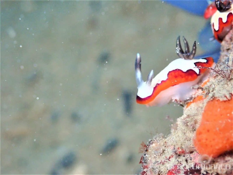 フジナミウミウシ Goniobranchus fidelis