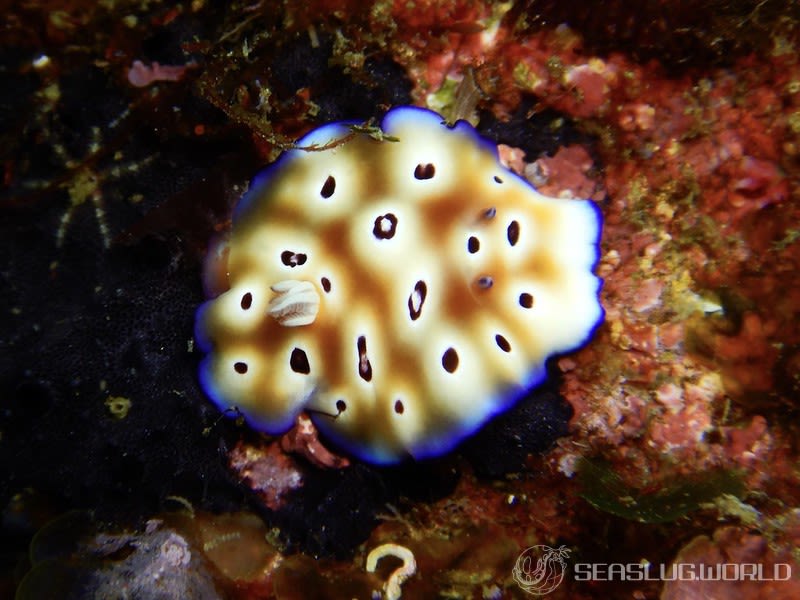 ヒョウモンウミウシ Goniobranchus leopardus