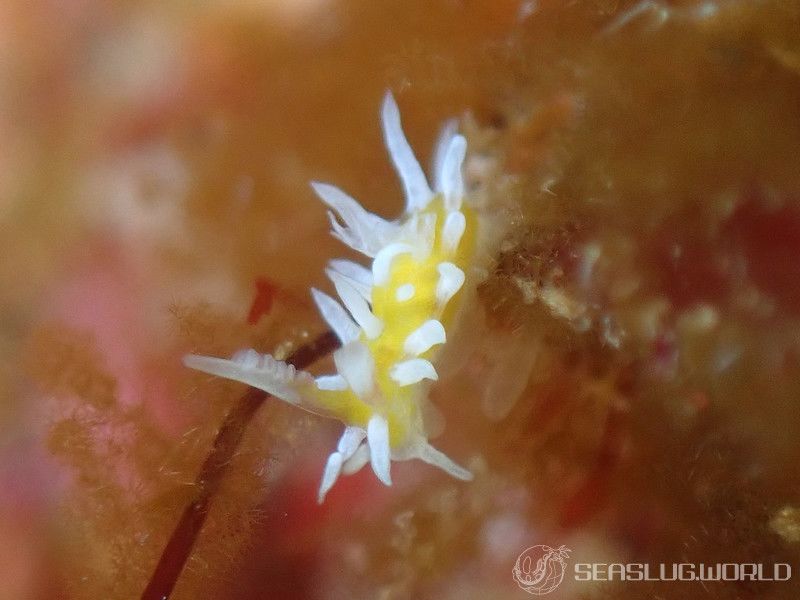 セナキイバラウミウシ Bermudella sp. 1